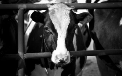 Are Cows Sexually Abused for Milk?