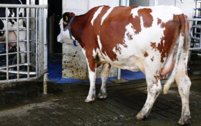 Are Cows Forcibly Impregnated?