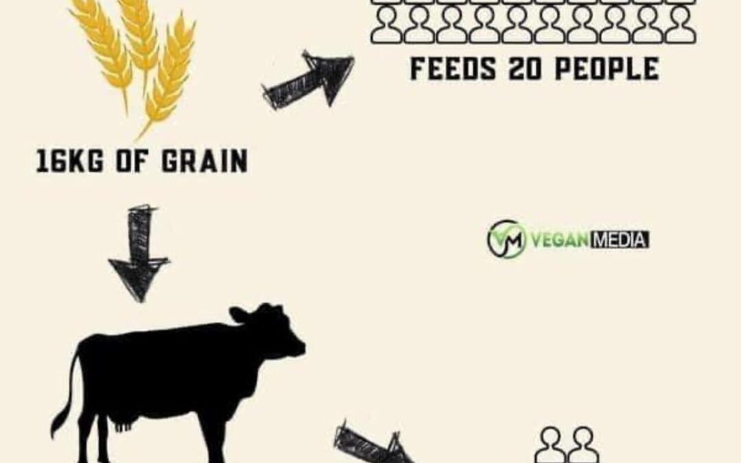 It Takes 16 kg of Grain to Make 1 kg of Beef: Or Does It?